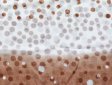 (image for) Premium dot print scarf#s0693-2